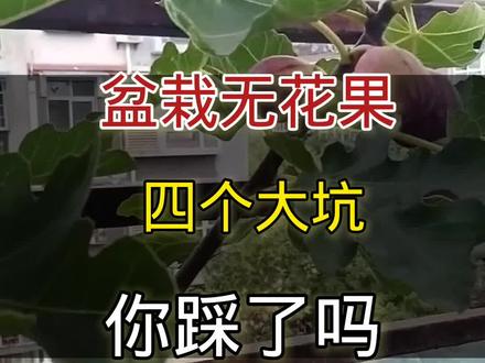 盆栽无花果四个大坑你踩了吗#无花果 #种植小技巧