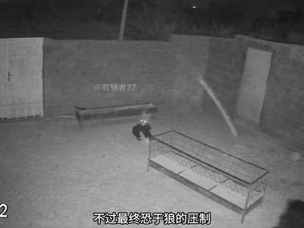 狼叼着羊,挑衅被拴着的牧羊犬,被狗按在地上一顿修理#狼 #狗 #羊