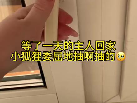 像极了小时候留你在家一个人,回家一见到家人的时候 #粘人精 #在家爱宠日记 #狐狸精来了