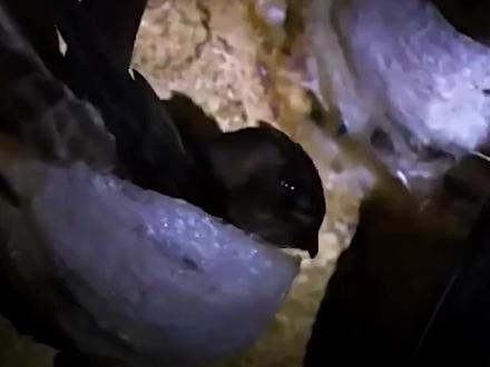 燕窝真的是燕子的口水吗?看完你就知道了#美食 #滋补养生 #科普 #妈呀太香了