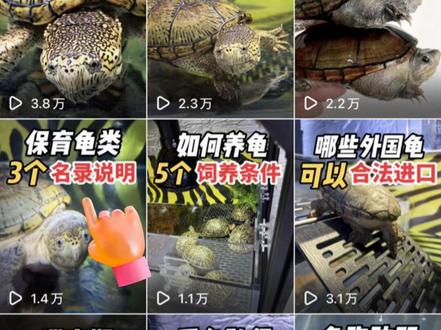 个人养龟利好消息来了! 最新版的中华人民共和国水生野生动物利用管理办法 (修订草案)在2026年03月30日发布了,本期视频重点解读对我们养龟人都有哪些影响。
先解释下什么叫水生野生动物,是指国务院批准公布的国家重点保护野生动物名录(以下简称国家名录)中的水生动物。列入国家濒危物种进出口管理机构公布的濒危野生动植物种国际贸易公约附录(以下简称CITES附录),经农业农村部核准为国家重点保护水生野生动物名录(以下简称核准名录)中的水生动物,按照本办法有关规定进行管理。这两个名单我在前几期讲保育龟的视频里有详细提到过,有兴趣的龟友可以去查看。
最后直接上干货,就是本修订草案的第四十条,个人购买水生野生动物用于饲养或者其他非营利性用途的,应当留存专用标识或者其他合法来源凭证,不需要办理《人工繁育证》,繁育的后代不需要申领专用标识。也就是说,如果我们是个人玩家,买了列入国家名录或者核准名录上的龟类,也就是保育龟类,是养着玩的,而不是用于营利性质的,比如箱龟、黄缘、鹰嘴龟、钻纹龟、星点水龟等,只要买的时候带有标识卡的,这个标识卡要保存好,后期繁殖的时候,就不需要去办理《人工繁育证》,以前繁殖是需要办证的,现在不需要了,可以合法繁殖了。可见这对于玩家来说是一个很好的消息,说明保育龟类在人工繁育这块,政策放开了,但是你如果繁殖的苗子要出售,那还是需要办证的。如果你饲养的水龟或者半水龟不在这两个名录里的,比如蛋龟,鳄龟,地图龟等,这些要么是暂缓核准,要么是还没列入核准名单的,都可以正常饲养和交易。
#养龟 #养龟人 #龟 #蛋龟 #箱龟