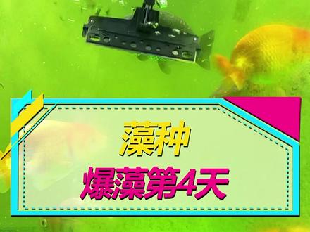 鱼缸放“藻种”第4天,给大家汇报一下情况。#水族 #金鱼 #绿藻 #养鱼
