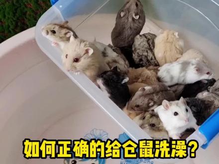 如何正确的给仓鼠洗澡?#仓鼠 #创作灵感