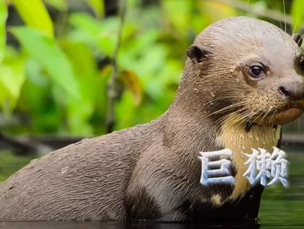 亚马逊水下猎人:1.8米巨獭组团围殴,幼崽却饿到啃不动小鱼#巨獭 #亚马逊水下猎人 #全家总动员
#幼崽的日常 #大自然的生存课
