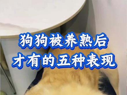 狗狗被你养熟以后,会出现的五种行为#狗狗#养狗人#新手养狗#养狗经验分享#科学养宠攻略