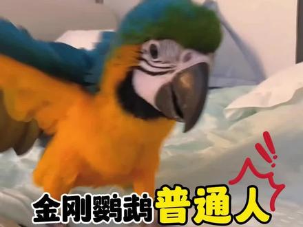金刚鹦鹉普通人可以养吗? #金刚鹦鹉 #保护动物