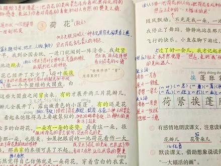 三年级下册语文第三课《荷花》详细讲解,记得关注我哦,会一直更新的😘😘#三年级语文#语文#家长收藏#预习课本 #小学语文#三年级下册语文