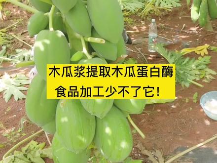 收木瓜浆,精提木瓜蛋白酶,现代工业生产蛋白质水解加工少不了它!食品加工中,木瓜蛋白酶还可用在哪些领域呢?#木瓜 #食品加工厂 #食品