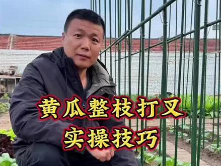 黄瓜怎么整枝打叉,黄瓜种植管理小技巧#种植小技巧 #寿光张大帅