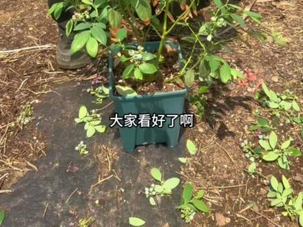家庭版蓝莓修剪.电子姐妹们看过来.收藏起来慢慢看.果后能用. #蓝莓 #蓝莓修剪 #蓝莓苗 #蓝莓种植 #修剪