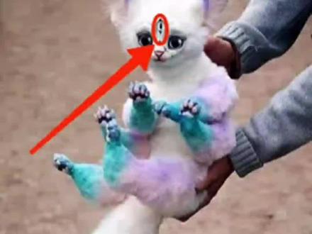 如果在野外一但遇到这些狐狸!千万一定要小心!因为他们会向人类主动发起攻击!尤其是最后三种!!!
#狐狸 #动物 #冷知识 #涨知识 #科普