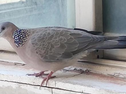 想知道斑鸠怎么区分公母吗?这几种办法可以帮到你 #斑鸠 #奇妙的动物 #动物 #万物皆有灵性 #鸟 #人与自然和谐共处 #珠颈斑鸠 #怎样区分斑鸠公母 #如何区分斑鸠公母 #区分斑鸠公母的办法