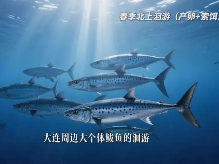 #鲅鱼 #路亚 #大连
鲅鱼回游路线 做钓月份 今年按这个月份去试试吧