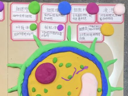 更新生物作业:制作植物细胞模型和动物细胞模型!边做手工边学习#手工diy #生物细胞模型