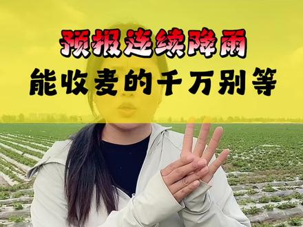 #生活服务热点中心 #河南小麦减产 1. 防患于未然!连阴雨将至,小麦能收抓紧收#小麦#三农