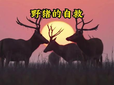 拥有满级自救技能的野猪,这一系列的神奇操作,把人看呆了。#野生动物零距离 #真实户外