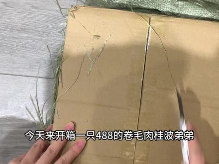 小熊开箱|488卷毛肉桂波
不愧是文文家的熊,太绝啦!
#金丝熊开箱 #养鼠日常分享 #可爱萌宠 #仓鼠日常