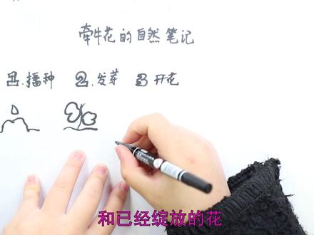 牵牛花的自然笔记怎么画