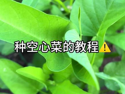 空心菜种植教程#种地#空心菜