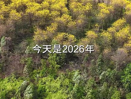 今天是2026年 二月二十七日星期五,富湾湖黄花风铃木已盛开 #花海拍照 #黄花风铃木 #拍照📷 #富湾湖 #FS航拍高明