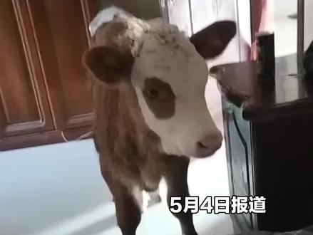 命运改写的小牛#牛 (来源:安徽电视台)