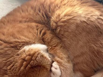 朋友们 听劝给老橘做猫饭啦朋友们
#猫 #猫咪 #这个世界不能没有小动物 #老猫