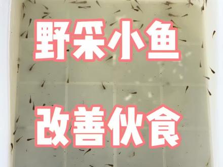 改善伙食,野采小鱼#养龟 #野生河虾 #鱼具 #养龟日常