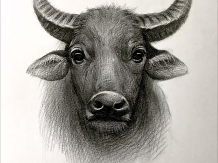 适合零基础的素描大水牛教程#素描 #一起学画画 #零基础学画画 #画牛 #素描动物教程