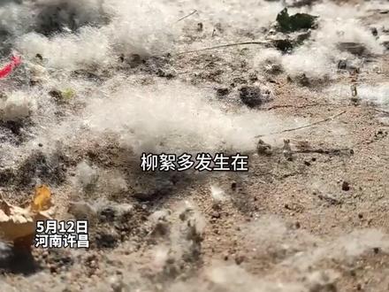 “飞絮季”,杨絮、柳絮到底是啥?有啥区别?5月12日,魏都区园林绿化中心养护企业工作人员李艳锋介绍:柳絮小而轻不易成团,杨絮比柳絮比重大,花絮大易成团。
