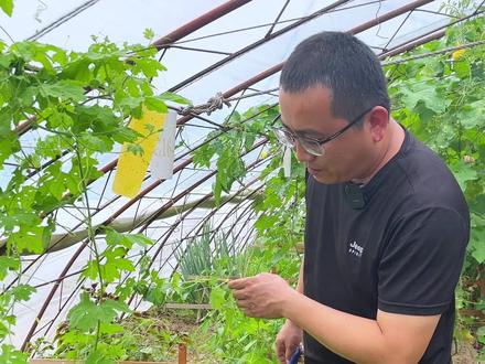 这苦瓜长势太大了 苦瓜剪枝在线教学 上上课 #私家菜园 #记录真实生活 #农场日记 #苦瓜剪枝