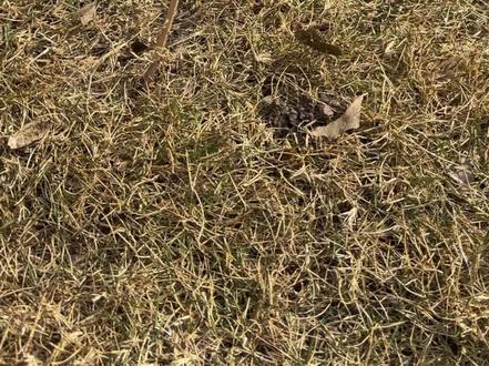 去森林给沐言妹妹摘豆荚🫛打包小🧚 #手工制作 #豆荚娃娃 #治愈打包 #沐言开心酱