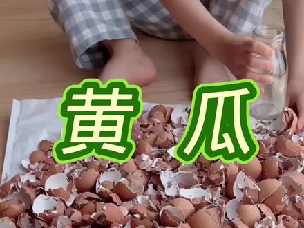 一个鸡蛋壳让黄瓜多结十几根#黄瓜种植#黄瓜种植技术#黄瓜种植管理#种黄瓜