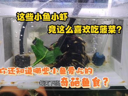 鱼虾除了吃饲料,也能喂蔬菜?小鱼小虾们最爱吃的素食(菠菜) #养鱼日记 #观赏鱼 #鱼缸里的大自然 #水族 #观赏虾 #养鱼 #热带鱼 #鳌虾 #宠物