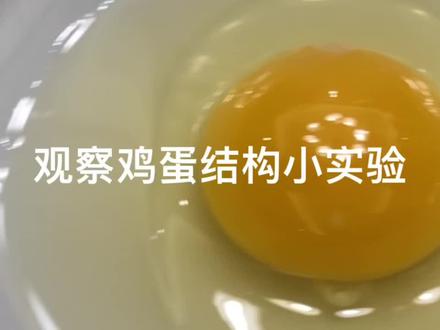 解剖鸡蛋看结构#亲子实验