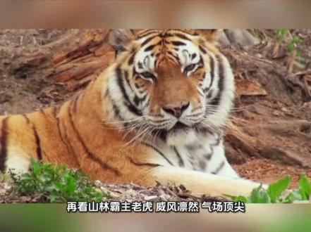 第145天成语故事#每日推荐 #十二生肖#生肖好运 #好运bgm真的能带来好运