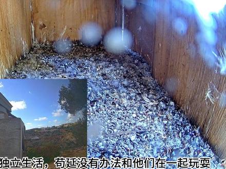 连着三天过去,一向恋家的苟延一下都没有出现,我们不免担心起来 #二号红隼育雏记录 #苟延离巢不归 #小隼苟延 #记录鸟类繁育 #爱护小动物
