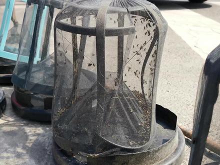 农村大哥卖“捕蝇神器”,苍蝇进去一个逃不了,是啥原理?