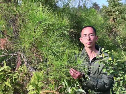 荒山造林的马尾松,松叶煮水2大用途,生活中大家了解多少? #农村生活 #植物 #马尾松 #科普