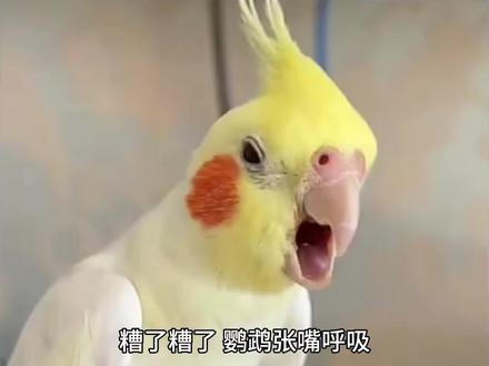 鹦鹉张嘴呼吸,气喘,咳嗽,打喷嚏、呼吸异响怎么办?(三)過敏、气囊螨、吸入性肺炎#鹦鹉 #鹦鹉小白 #手养鹦鹉 #玄凤鹦鹉 #鹦鹉🦜