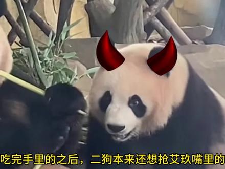 当润玥和艾玖生活在一起会发生什么?艾玖能从二狗的嘴里夺食嘛? #熊猫 #润玥 #润玥和艾玖 #润玥塞牙