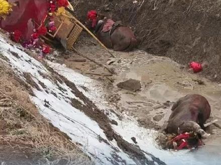 新人结婚用马车当婚车摔进沟里!
#马车 #新人结婚 #掉沟里了 #婚车 #马