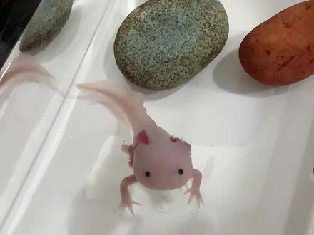 美西螈又称六角恐龙,平时总是喜欢呆呆的看着外面,看起来蠢萌蠢萌的。#美西螈 #蝾螈 #动物的迷惑行为