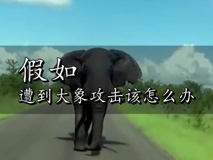 假如你遭到大象袭击,应该如何应对?#涨知识 #科普 #大象 #知识创作者