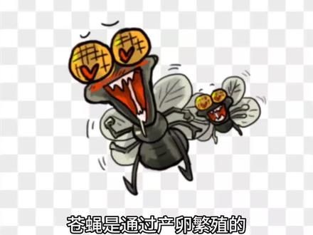 苍蝇是怎么诞生的#苍蝇 #神奇动物在抖音 #昆虫