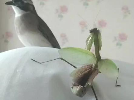 只要胆子大,谁都能拿下