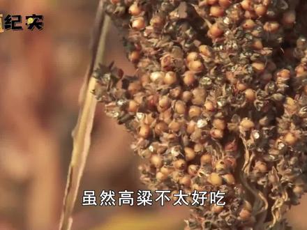 曾经被视为救命粮的高粱,如今中国却不种了,到底是为何? #高粱 #农作物 #植物 #粮食 #科普