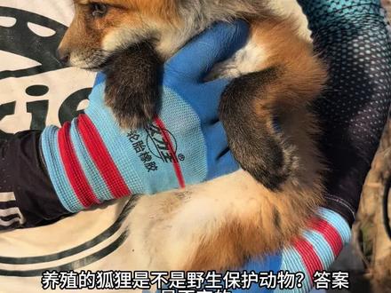 养殖的狐狸是不是保护动物呢