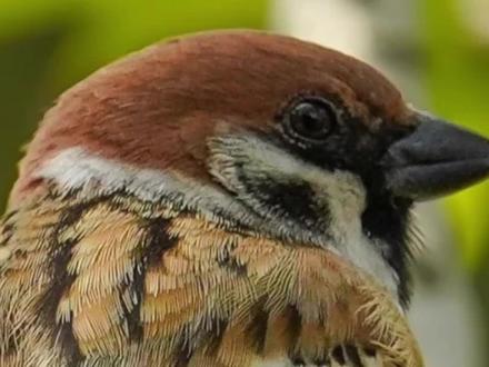 素描小动物,麻雀画法1~#一起学画画