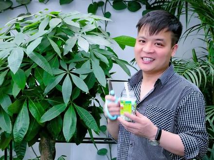 春天了发财树长了这样的新叶不妨修剪一下,就更好看啦#花卉绿植 #肥料 #养花小知识 @DOU+小助手