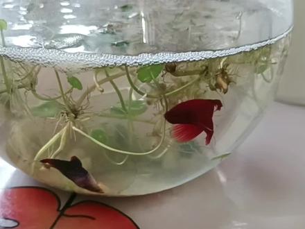 好可爱的小斗鱼啊,买回来3天就交配产卵了,现在给大家科谱一下斗鱼孵化的过程,公鱼吐泡泡的时候就是发情期,把母鱼放到一起,母鱼产卵时,公鱼把所有的卵子都吃掉,又吐出来成泡泡状,把母鱼分开,因为母鱼会吃掉小鱼卵,所以只要母鱼一接近卵泡泡公鱼就会咬母鱼,分开后公鱼在鱼缸里孵化小鱼。电待续小鱼仔出生过程。嘻嘻